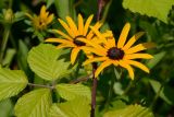 Rudbeckia hirta. Соцветия (позади - побег Rubus). Краснодарский край, Лазаревский р-н, мкр-н Дагомыс, гора Успенка, заросшая ежевикой обочина дороги. 30.07.2022.