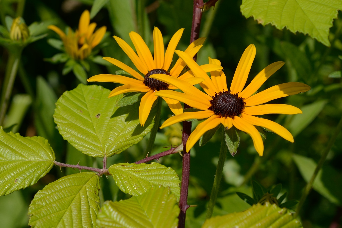 Изображение особи Rudbeckia hirta.