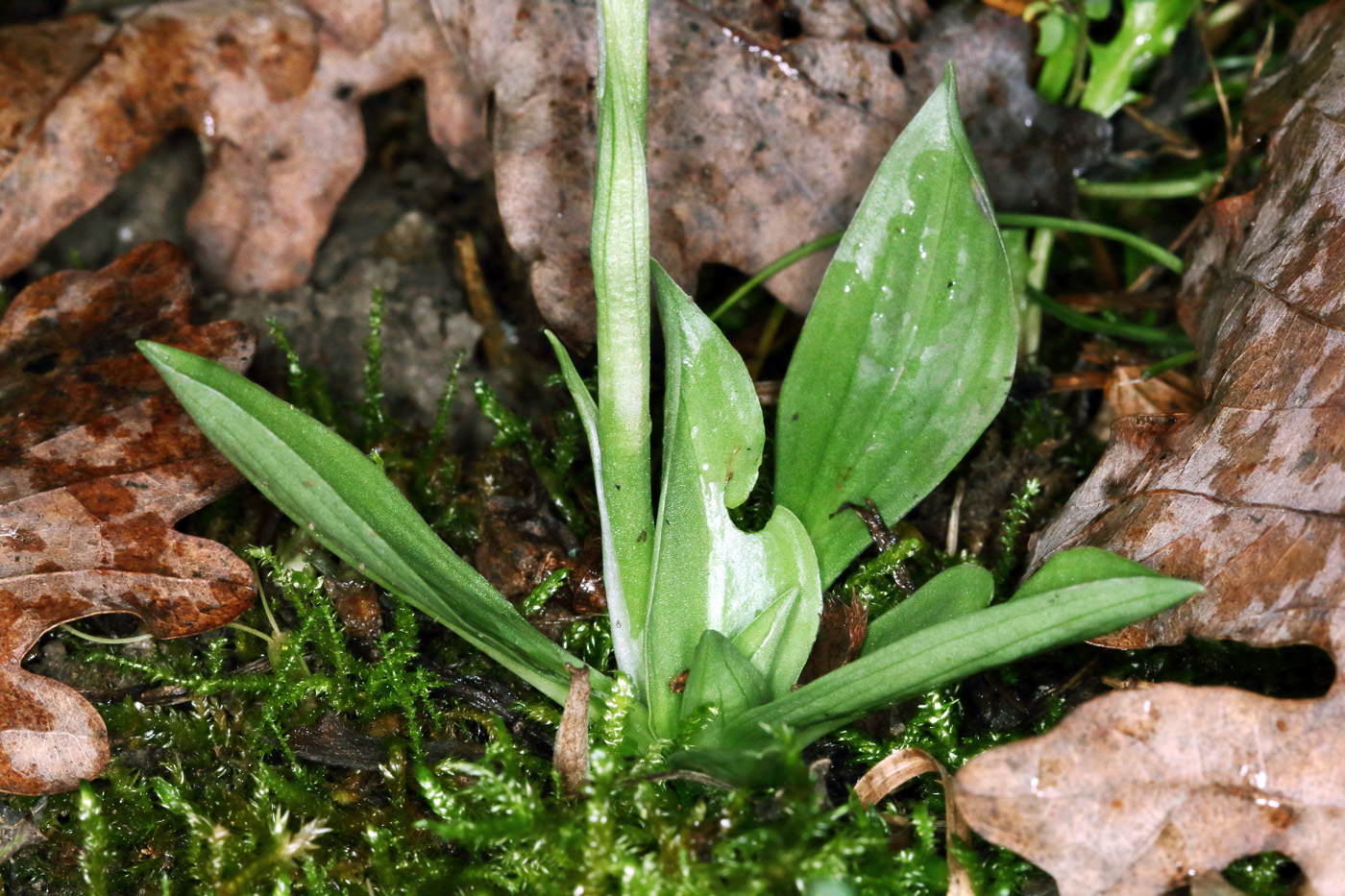 Image of Spiranthes spiralis specimen.