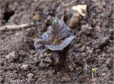 Solanum tuberosum