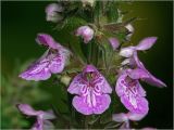 Stachys palustris