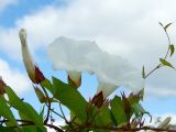 Calystegia sepium