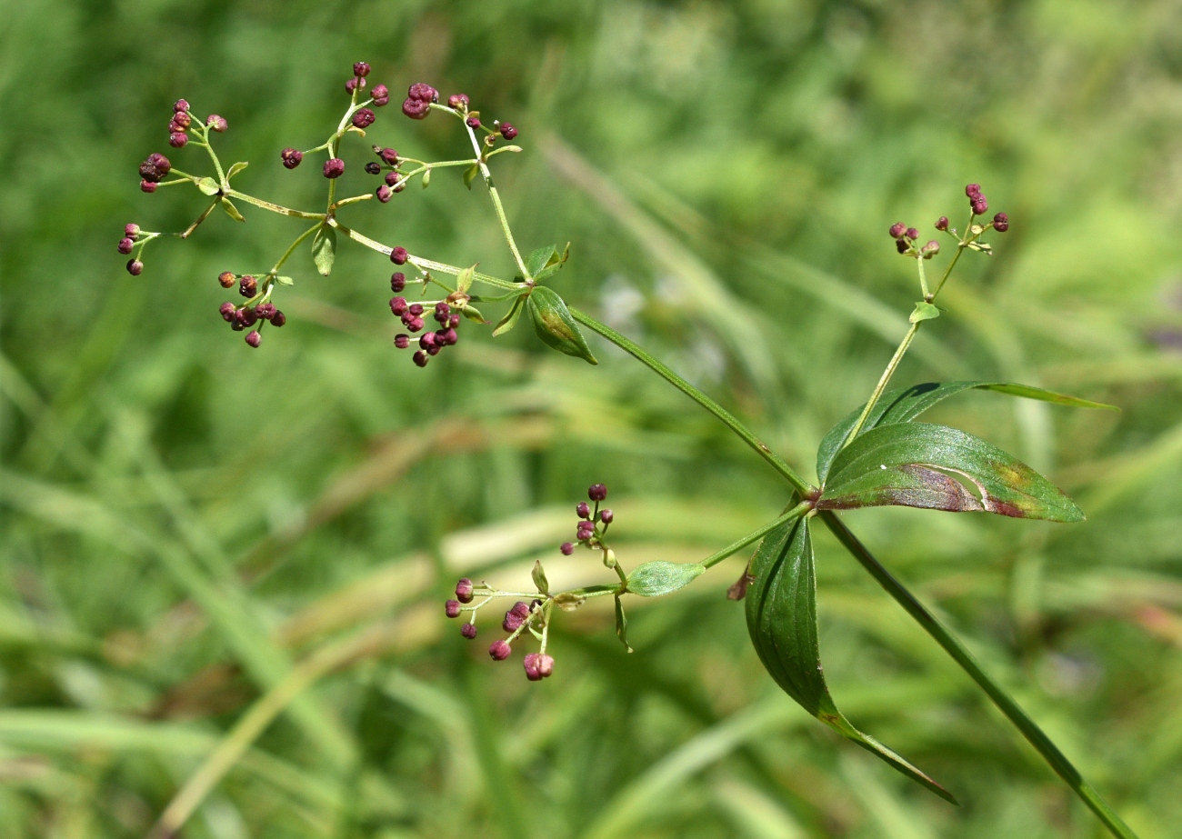 Изображение особи Galium boreale.