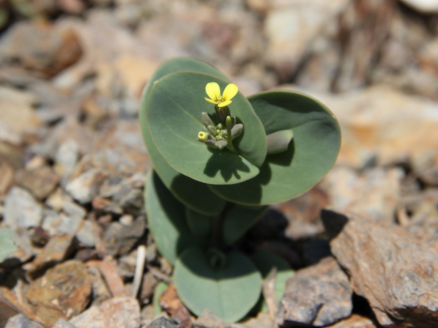 Image of Conringia clavata specimen.