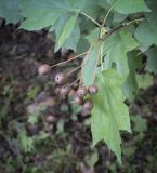 Sorbus torminalis. Соплодие и листья. Москва, ГБС РАН, дендрарий. 15.09.2022.