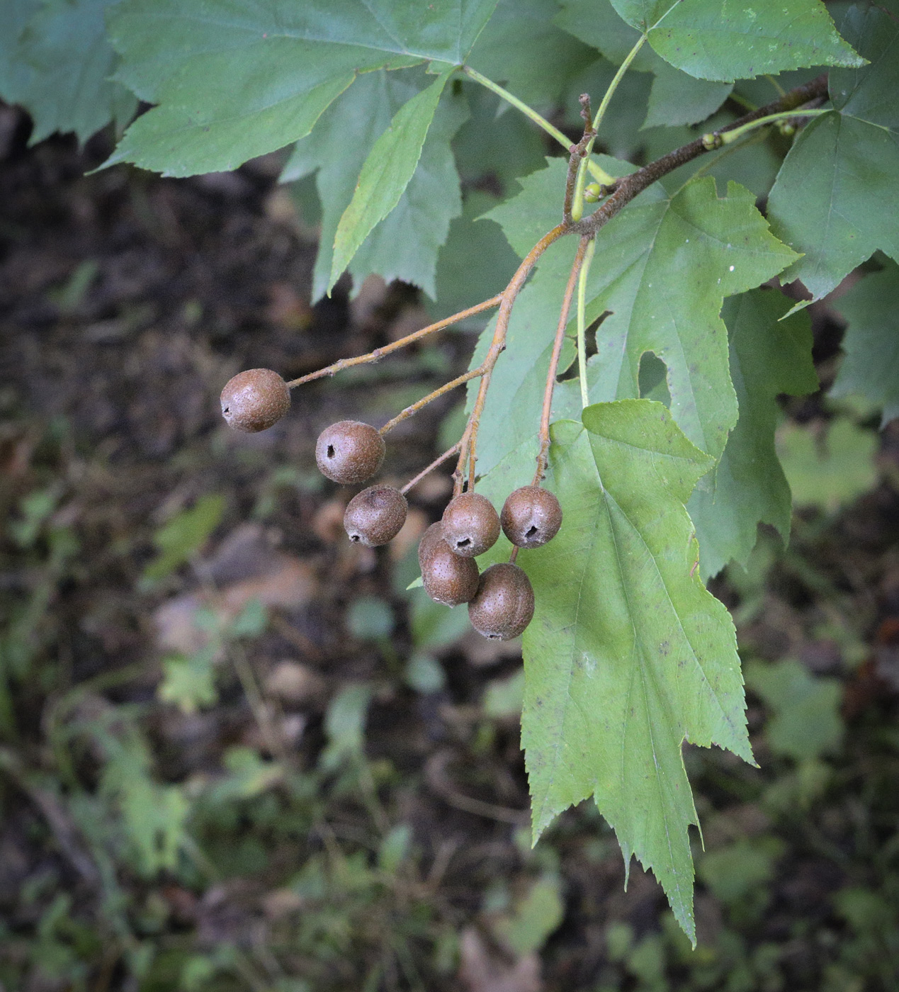 Изображение особи Sorbus torminalis.