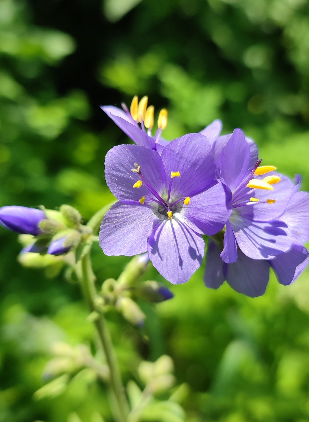 Image of Polemonium caucasicum specimen.