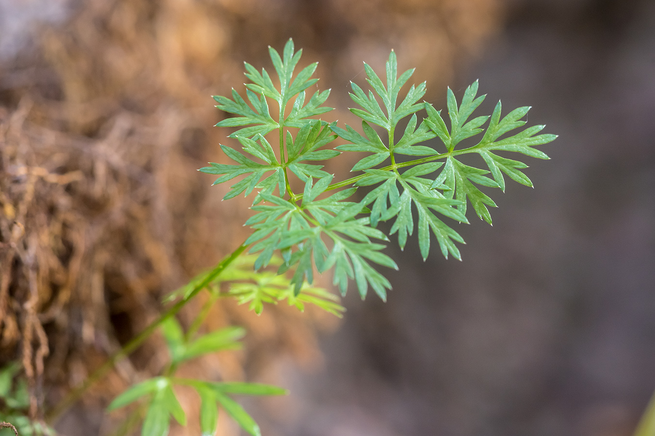 Image of familia Apiaceae specimen.