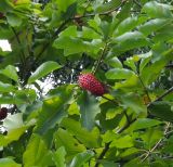Magnolia hypoleuca. Ветвь с плодом. Абхазия, г. Сухум, Сухумский ботанический сад. 25.09.2022.