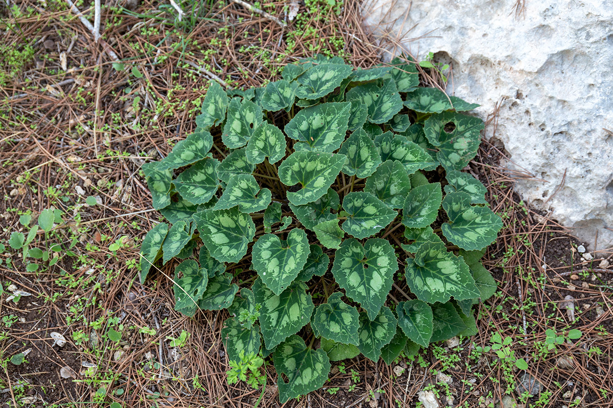 Image of Cyclamen persicum specimen.