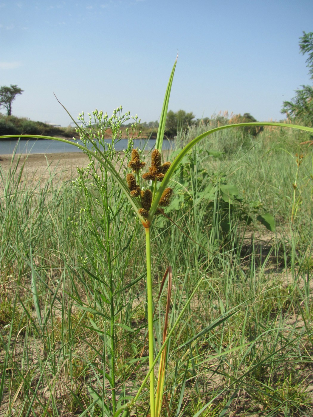 Изображение особи Cyperus glomeratus.