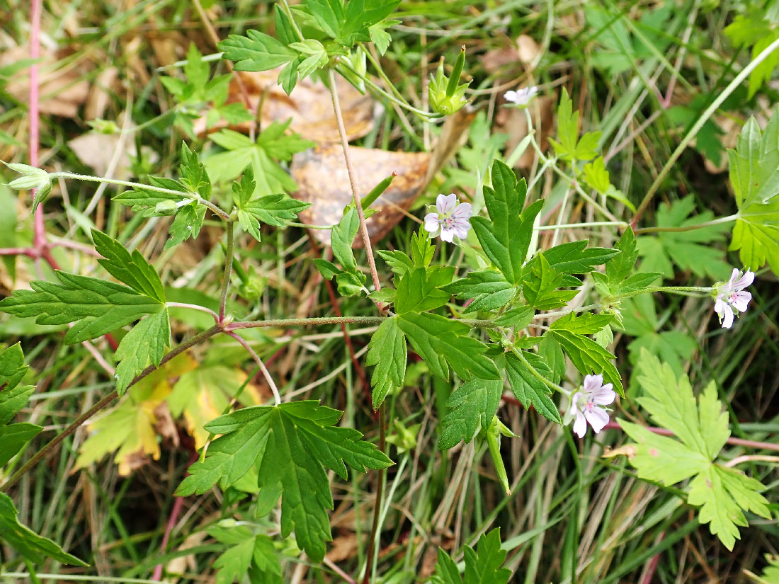 Image of Geranium sibiricum specimen.