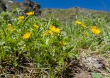 Potentilla ruprechtii. Куртинка цветущих растений. Карачаево-Черкесия, Урупский р-н, Кавказский биосферный заповедник, Имеретинское ущелье, ≈ 2300 м н.у.м., склон над Верхним Имеретинским водопадом, альпийский луг. 28.07.2022.