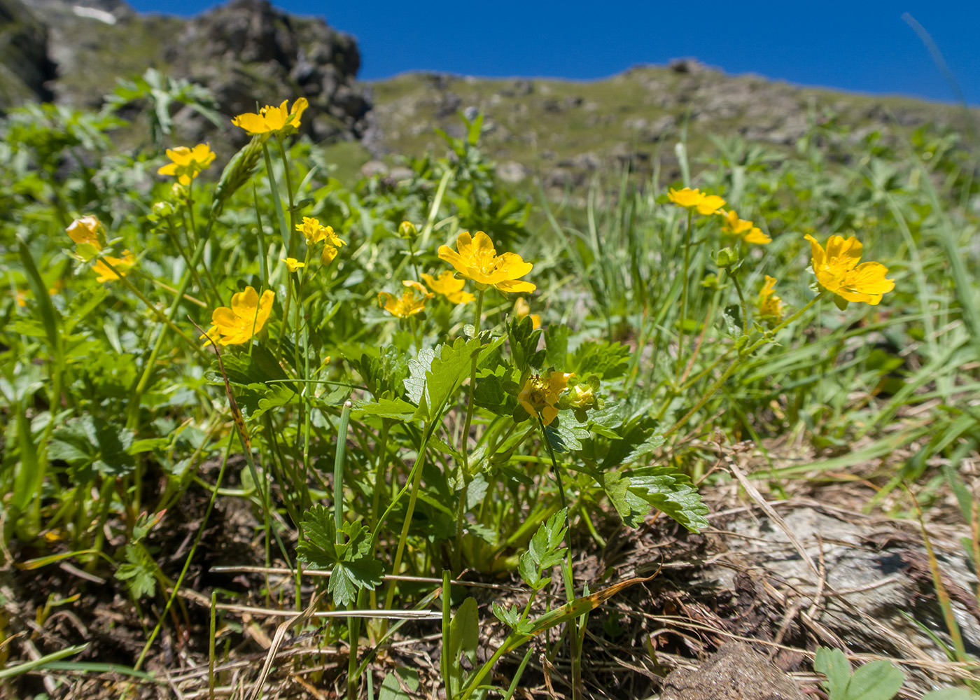 Image of Potentilla ruprechtii specimen.