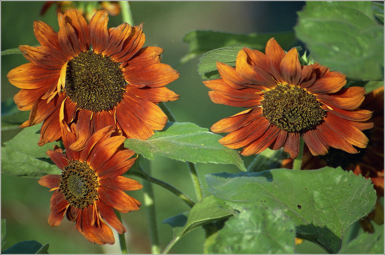 Image of Helianthus annuus specimen.