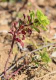 Euphorbia helioscopia. Цветущее растение. Испания, автономное сообщество Каталония, провинция Жирона, комарка Баш Эмпорда, муниципалитет Калонже, междурядье на винограднике. 04.03.2023.