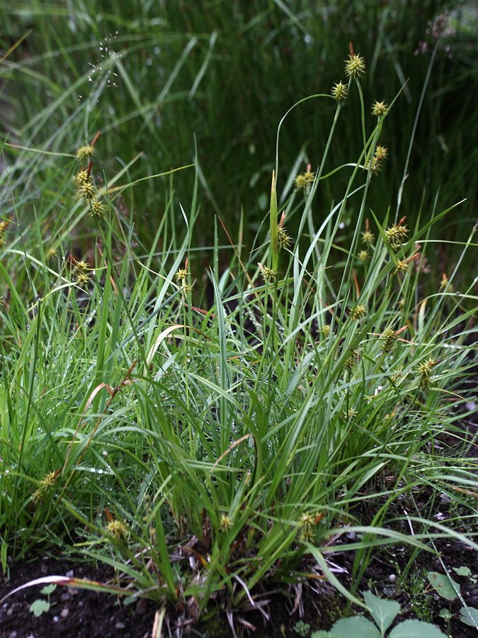 Image of Carex flava specimen.