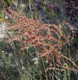 Rumex tuberosus