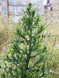 Cirsium vulgare. Верхушка растения с развивающимися соцветиями. Краснодарский край, Анапский муниципалитет, г. Анапа, ул. Омелькова, напротив Крещенского парка, пустырь. 06.06.2021.