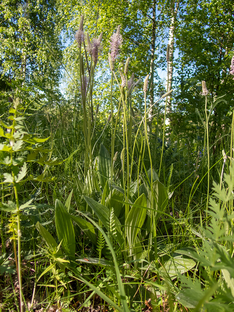 Image of Plantago media specimen.