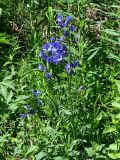 Polemonium caeruleum. Верхушка цветущего растения. Хакасия, Орджоникидзевский р-н, верховья р. Правая Сарала, луг. 08.06.2022.
