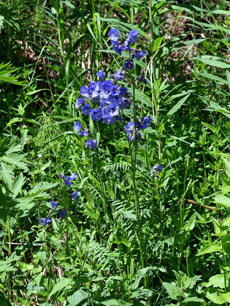 Image of Polemonium caeruleum specimen.