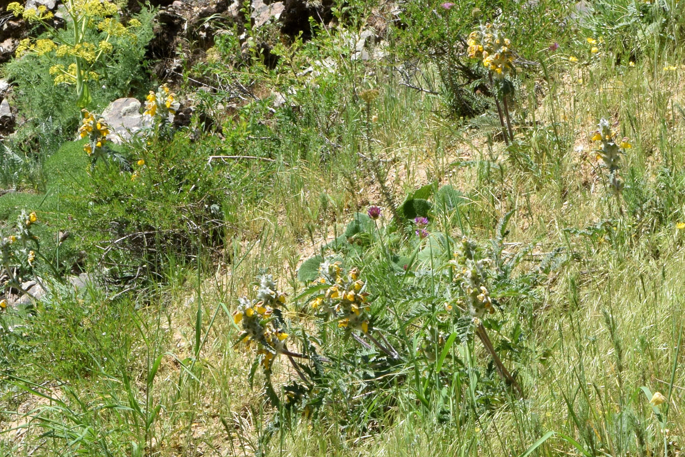 Изображение особи Phlomoides speciosa.