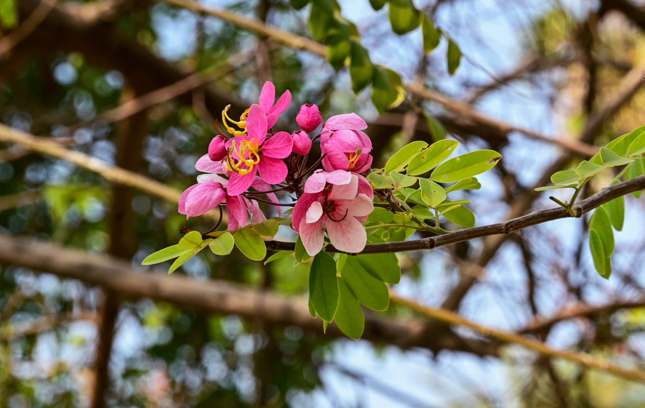 Изображение особи Cassia javanica.