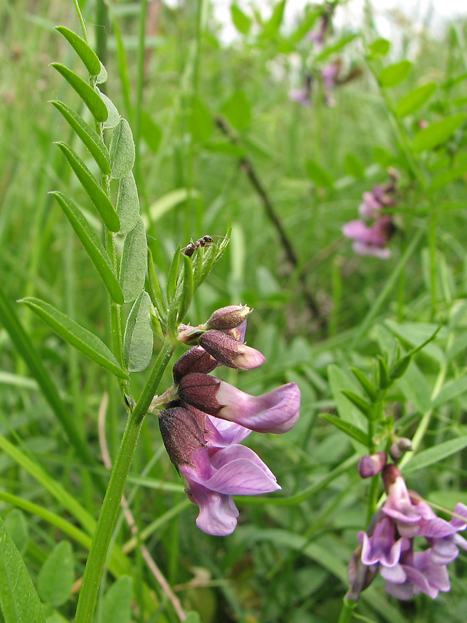 Изображение особи Vicia sepium.