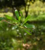 Dodonaea viscosa