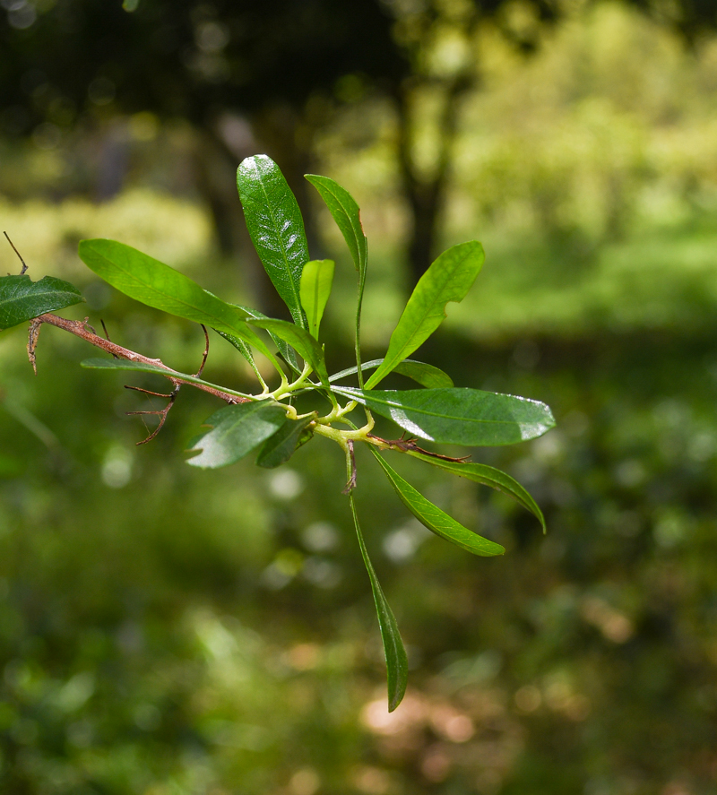 Изображение особи Dodonaea viscosa.