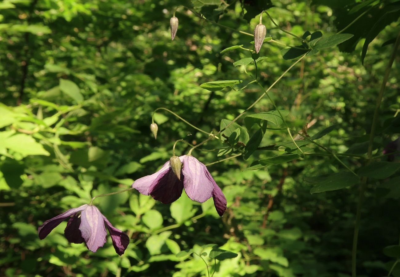 Image of Clematis viticella specimen.