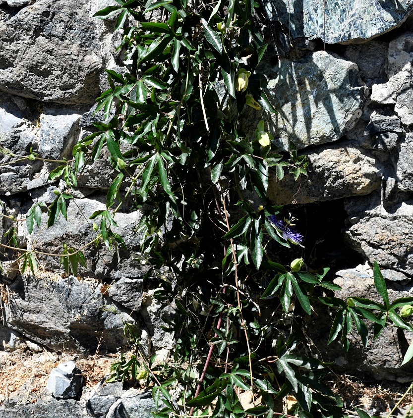 Image of genus Passiflora specimen.