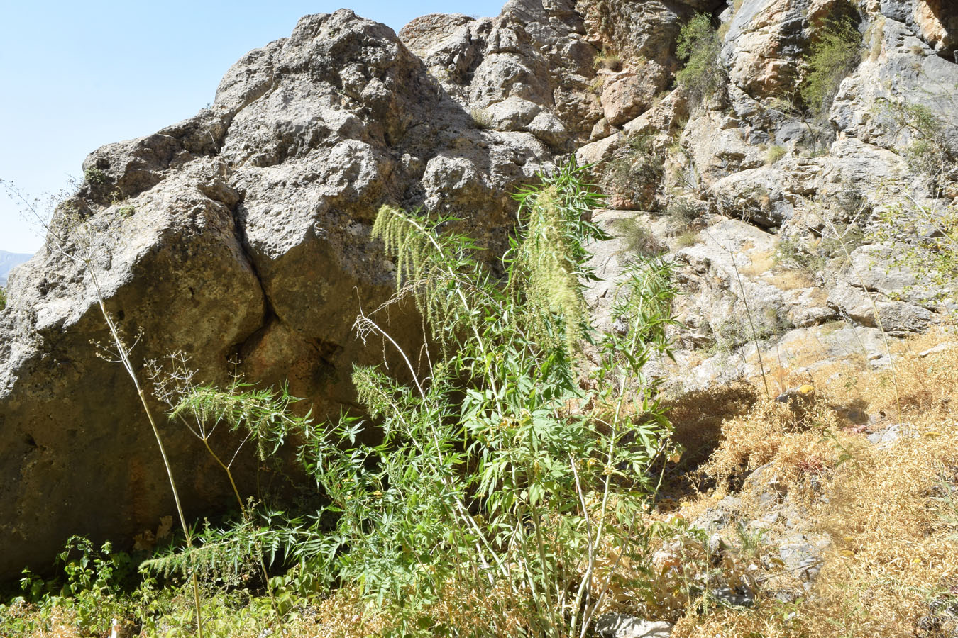 Image of Datisca cannabina specimen.