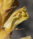 Orobanche owerinii. Цветок в разрезе. Дагестан, Лакский р-н, окр. с. Шовкра, сланцевая осыпь (паразитирует на Crepis sonchifolia). 22 июня 2021 г.