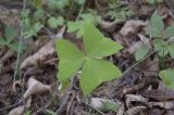 Oxalis obtriangulata. Лист. Приморский край, Хасанский р-н, заповедник \"Кедровая падь\". 15.05.2007.