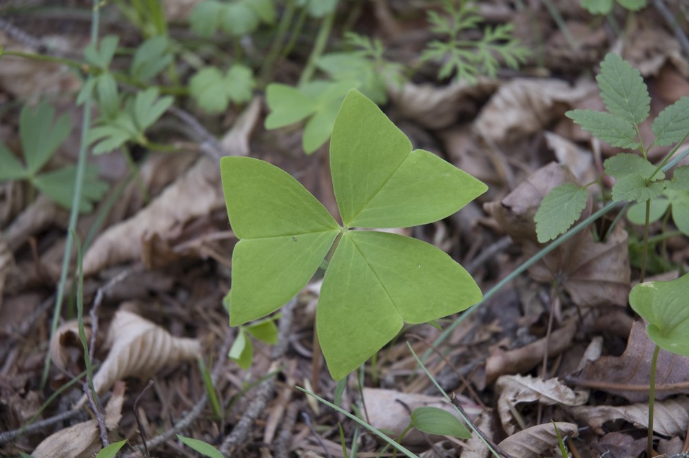 Изображение особи Oxalis obtriangulata.