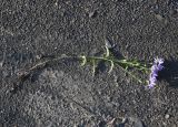 Aster bessarabicus