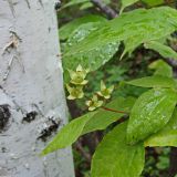 Philadelphus tenuifolius