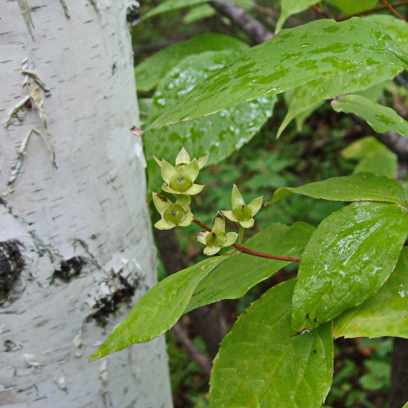 Image of Philadelphus tenuifolius specimen.