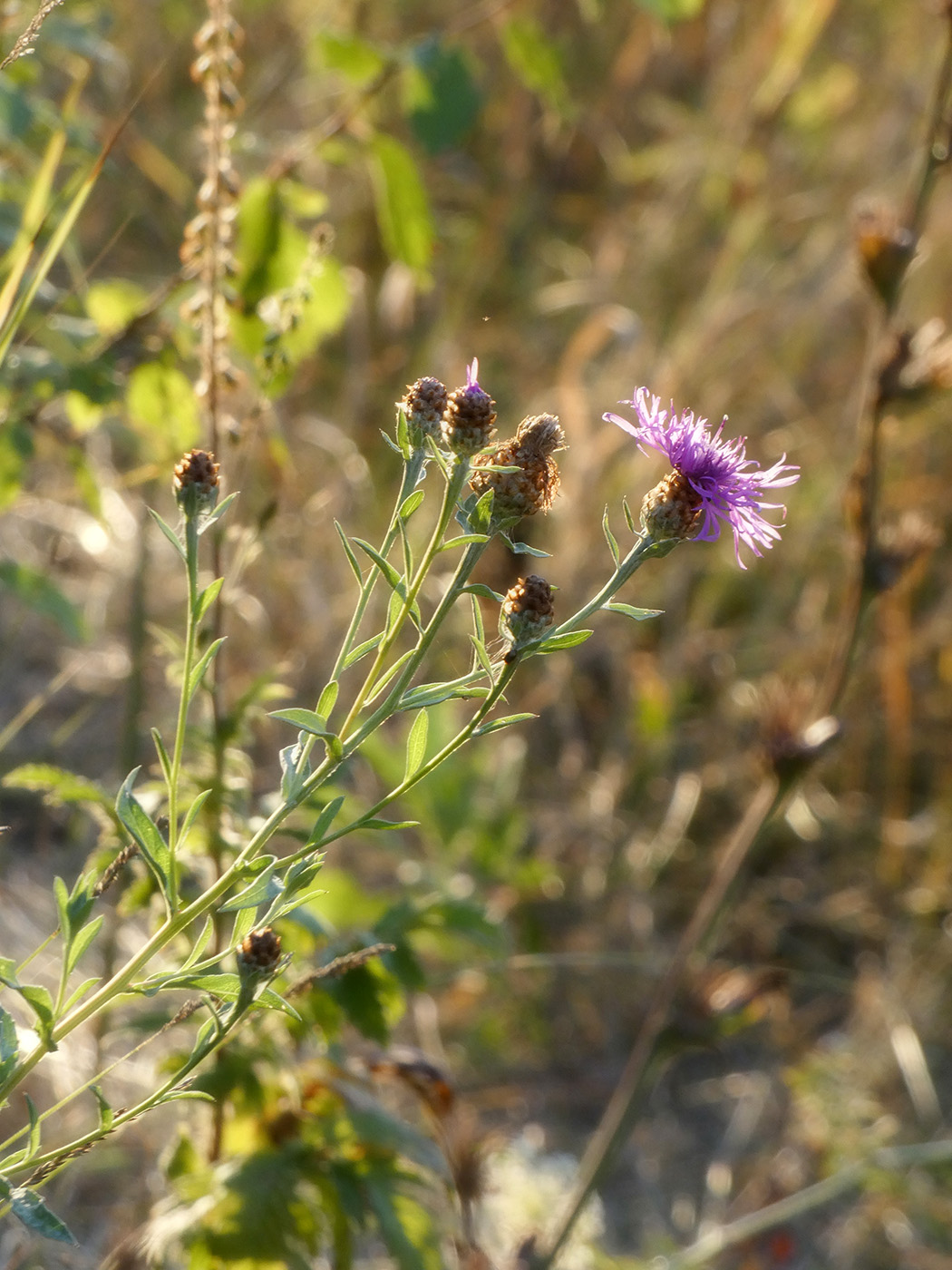 Image of Centaurea jacea specimen.