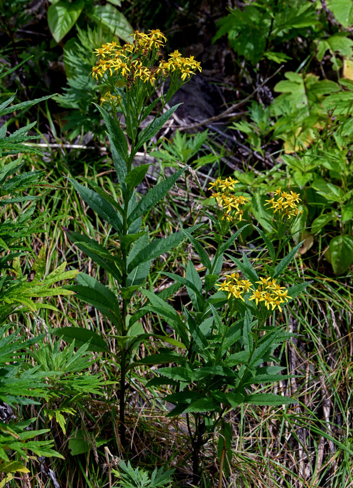 Image of Senecio nemorensis specimen.