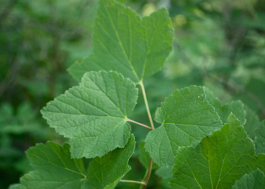 Image of Ribes spicatum specimen.