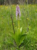 Orchis militaris. Цветущее растение с сохранившимся прошлогодним сухим побегом с плодами. Ульяновская обл., Новомалыклинский р-н, окр. с. Стар. Бесовка, долина р. Б. Черемшан, местами заболоченный поросший ивняком луг. 20.05.2023.