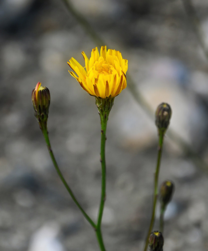 Image of Scorzoneroides autumnalis specimen.