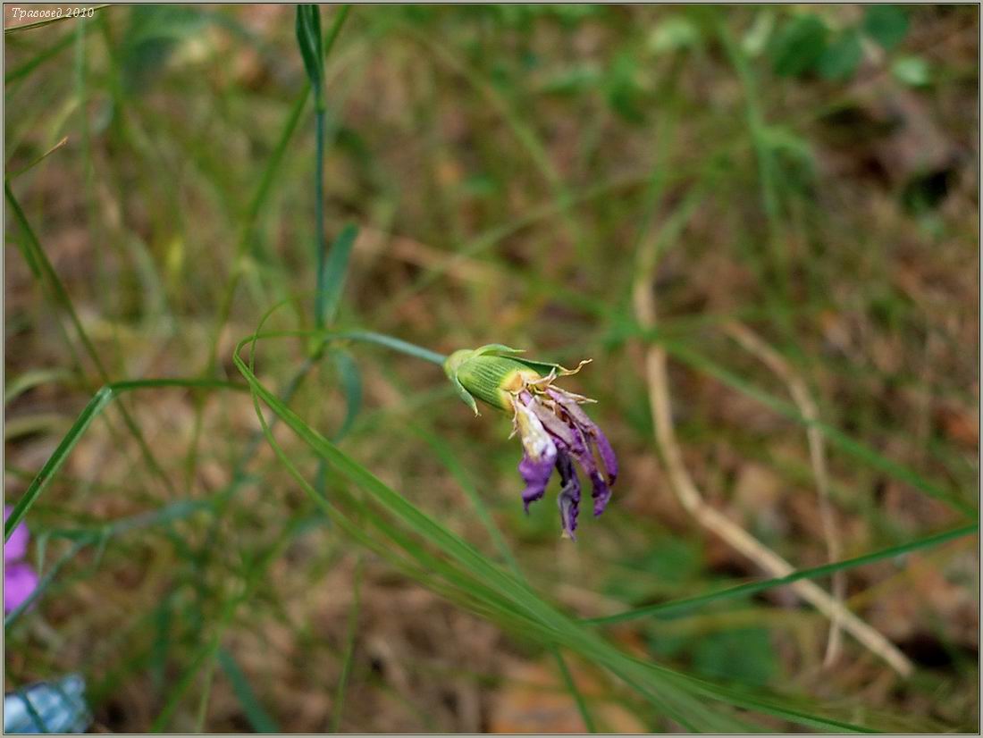 Image of Dianthus pratensis specimen.