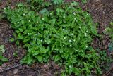 Stellaria bungeana. Цветущие растения. Красноярский край, Берёзовский р-н, национальный парк \"Красноярские Столбы\", Центральные Столбы, смешанный лес. 05.06.2022.