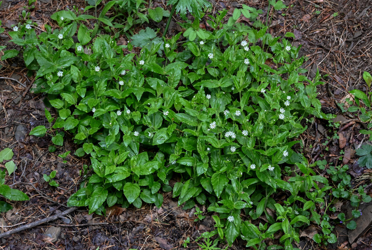 Изображение особи Stellaria bungeana.