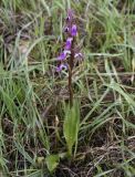 Anacamptis collina