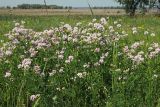 Securigera varia. Группа цветущих растений. Ульяновская обл., Мелекесский р-н, окр. с. Рязаново, берег Черемшанского залива Куйбышевского водохранилища, луг. 03.06.2023.